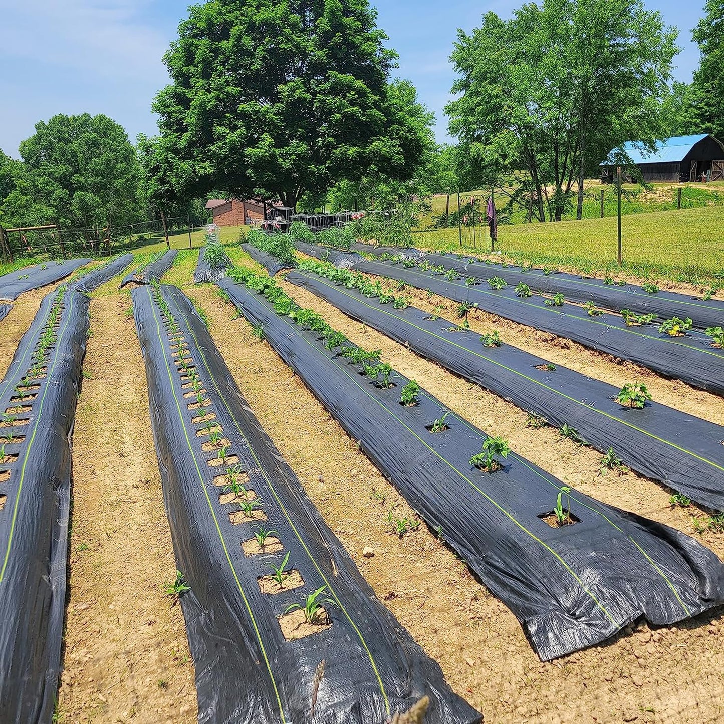 Sunocity 6ft x 300ft Durable Weed Barrier Fabric, 3oz Heavy-Duty Landscaping Fabric, Permeable Ground Cover for Garden, Lawn, and Outdoor Projects, Easy to Install, with 90 Staples