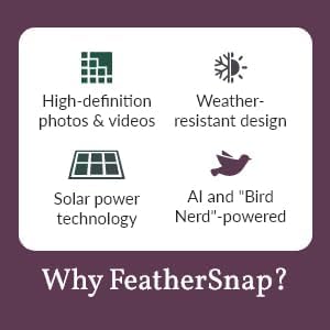 Feathersnap Smart Birdfeeder with AI Identification and Wi-Fi Solar Powered, Captures HD Pictures and Videos Sent Directly to Your Phone (Bird Feeder & Pole)