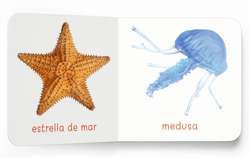 My First Learning Library Box of 20 Board Books - Spanish (Spanish Edition)
