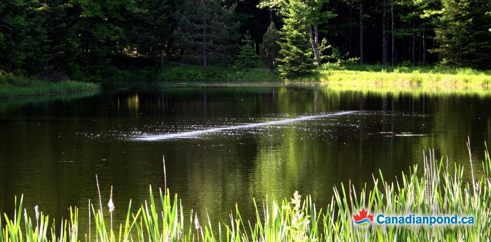 BUBBLE TUBING (½ in – Fine Bubble self-Sinking Diffuser Airline for Pond & Water Garden Aeration | High Oxygen Transfer, aerates and de-ICES Ponds, Easy Installation (50')