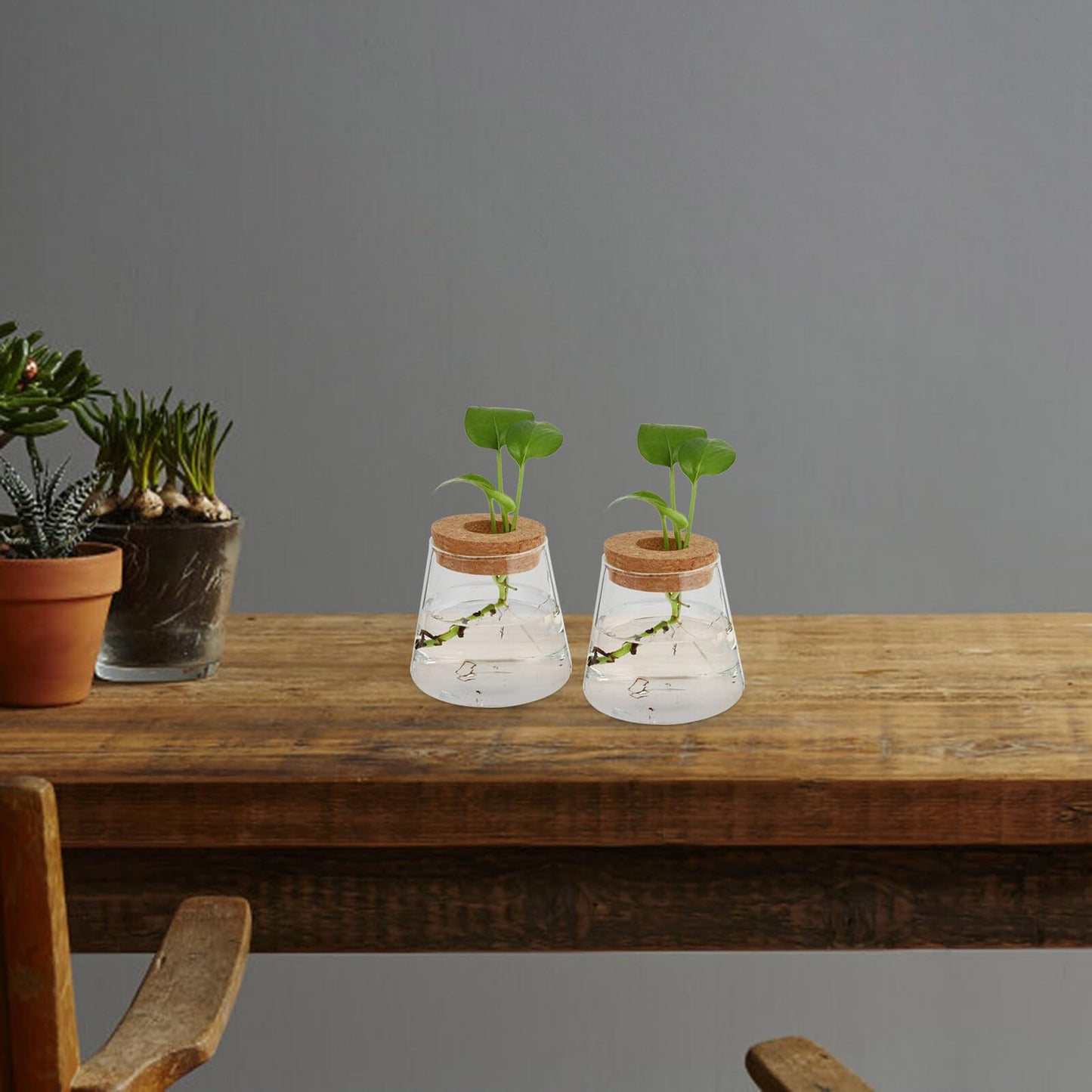 Homoyoyo 2pcs Glass Hydroponic Plants Vase Small Terrarium Flower Pots Desktop Water Planting Decoration for Home and Office