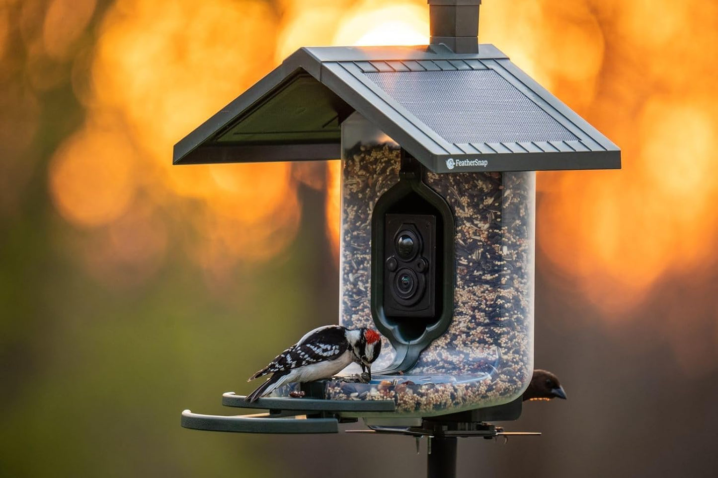 Feathersnap Smart Birdfeeder with AI Identification and Wi-Fi Solar Powered, Captures HD Pictures and Videos Sent Directly to Your Phone (Bird Feeder & Pole)