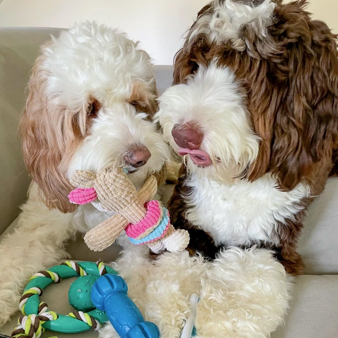 rocket & rex Dog Chew Toy Set for Small to Medium Breeds, Includes All Natural Rubber, Cotton, Ball & Rope Toys, Ideal Puppy Chew Toys for Teething, Reduces Destructive Chewing & Anxiety (Pack of 6)