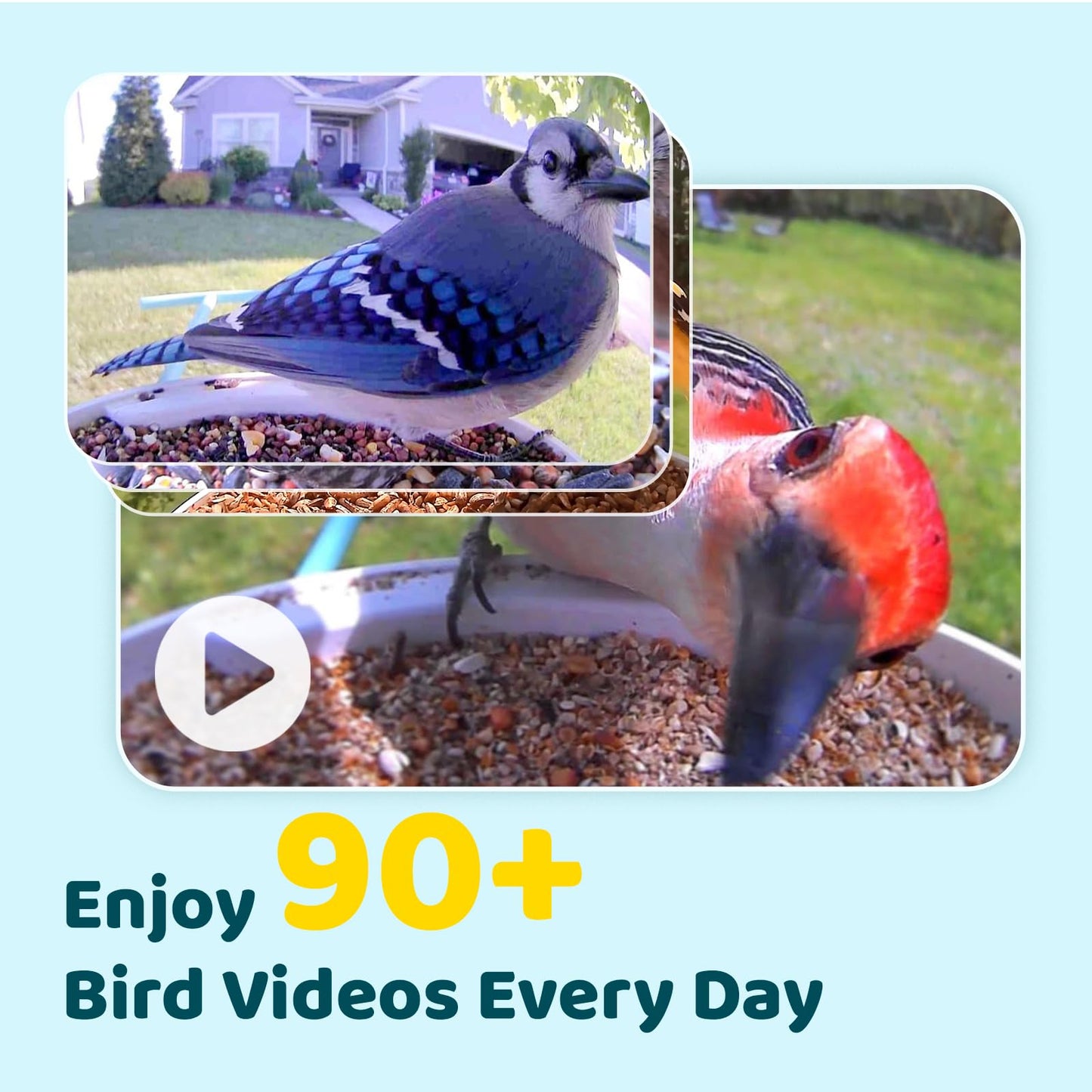 NETVUE Birdfy® Hummee Smart Hummingbird Feeder with Camera, Included Solar Panel & Shield, Auto Capture Bird Videos & Birdwatching Up-Close, 2 in 1 Feeders Attract More Hummingbirds