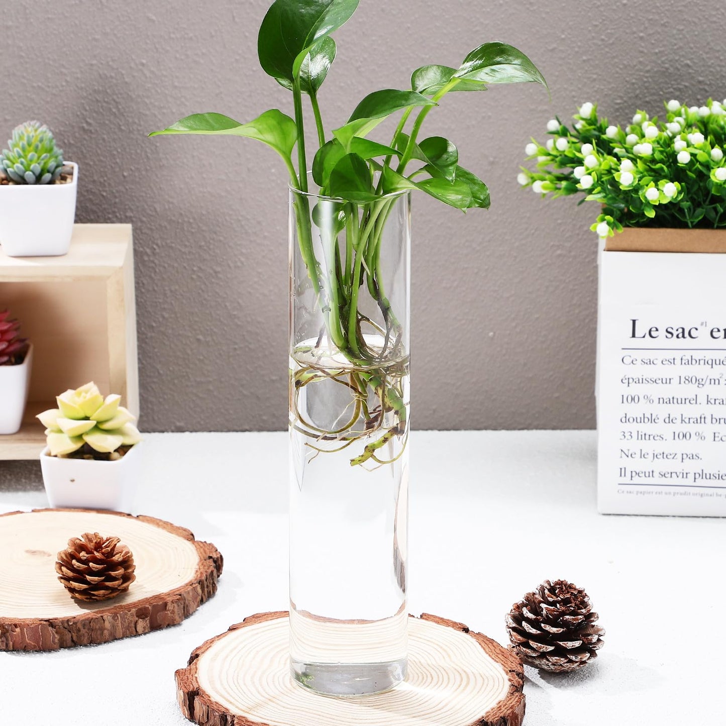 LALAFINA 2pcs Large Cylinder Hanging Glass Containers Set for Wall Hydroponic Plant Propagation, Contemporary Glass Holders for Home Décor and Indoor Terrariums