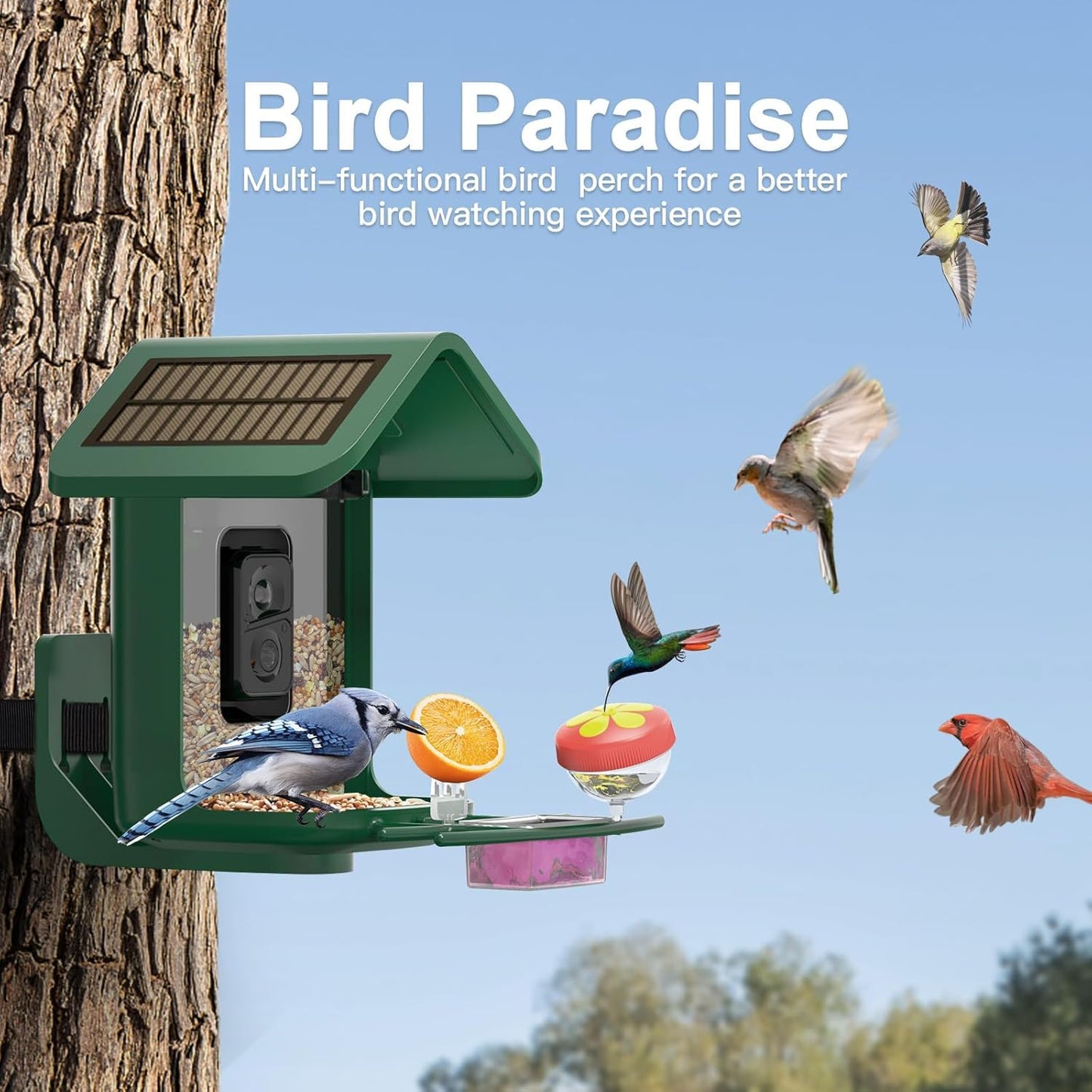 Bird Feeder with Camera Solar Powered : Smart Camera Bird Feeder 2K Live Feed Cam for Backyard - AI Identify Auto Capture Videos Pictures, Gifts for Birdlover Mom Dad, 2.4GHz WiFi