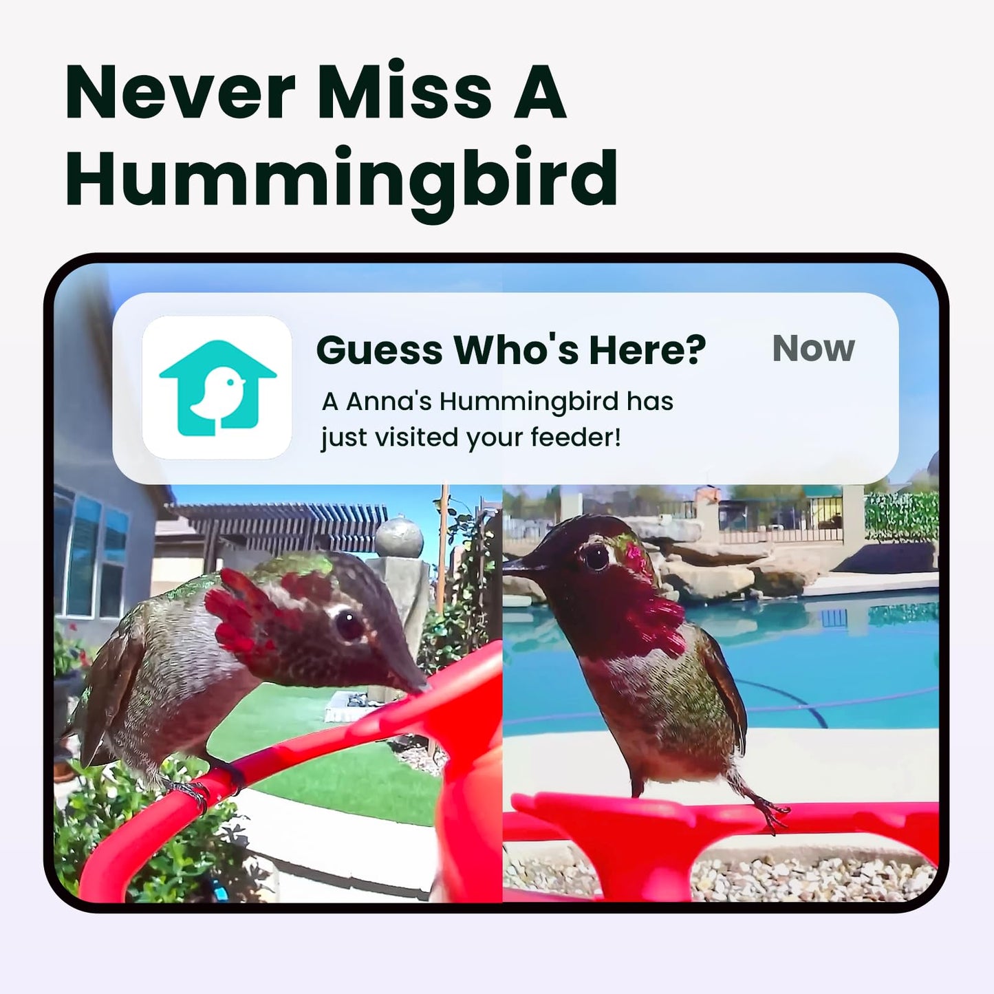 Birdfy Hummingbird Feeder with Dual Cameras AI Identify - 2K HD Smart Cameras, Close-Up Bird Video/Live Watching & Instant Notifications, Ant Moat & Leakproof - 20oz (Lifetime AI)