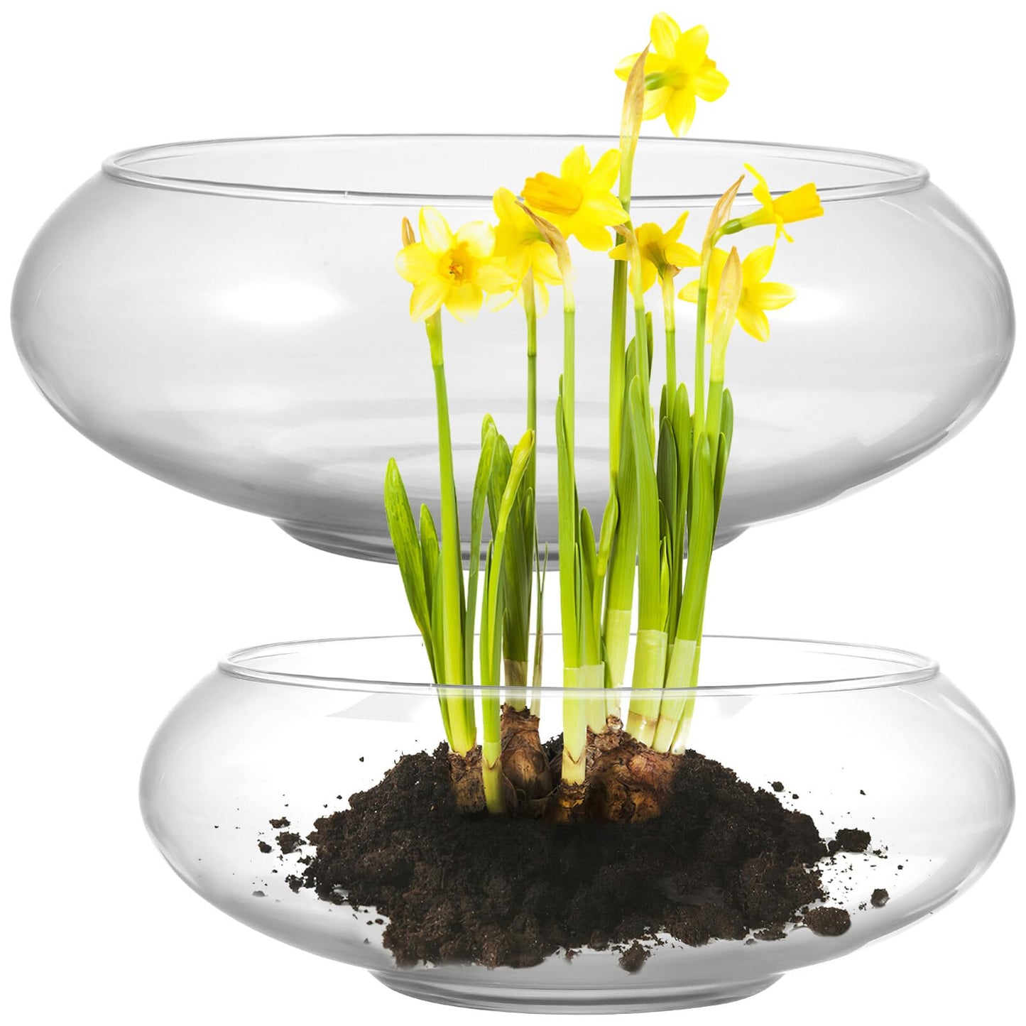 BESPORTBLE Glass Fish Bowl Vase - 2pcs Clear Shallow Bowl Planter Round Terrarium Hydroponic Planter Flower VAE for Plants Succulent Air Plant Candy Bowl, 15.00X15.00X6.00CM