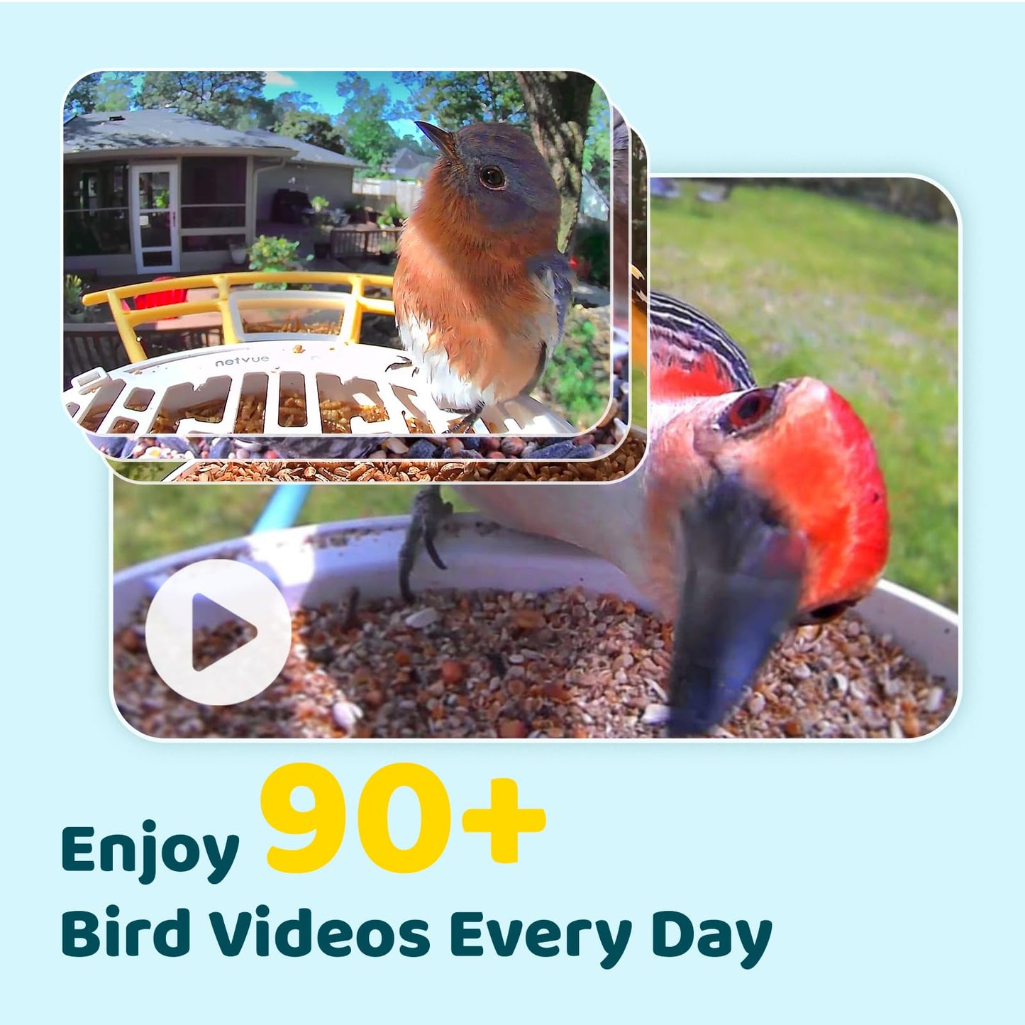 NETVUE by Birdfy Smart Bird Feeder with Camera – AI Identifies Birds Species 2MP Night Vision & App Alerts, 2.4Ghz Wi-Fi Connect IP65 Weatherproof Bird Camera-Gift for Backyard BirdWatchers, Yellow