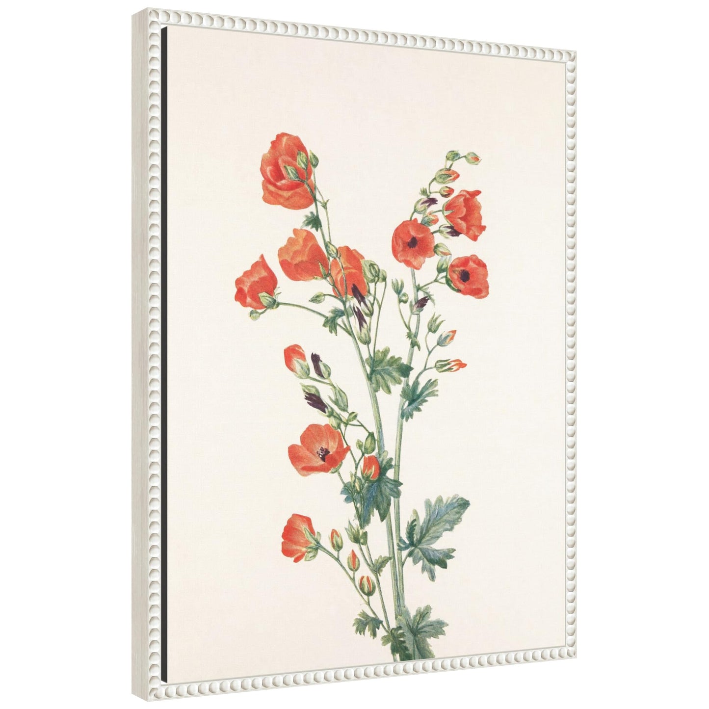Amanti Art Framed Canvas Wall Art 24x18 Scarlet Globe Mallow (1925) Framed Wall Art Canvas, Flowers Artwork, Traditional Decor, Medium Poster for Living Room, Bedroom, Bathroom, Kitchen, Office