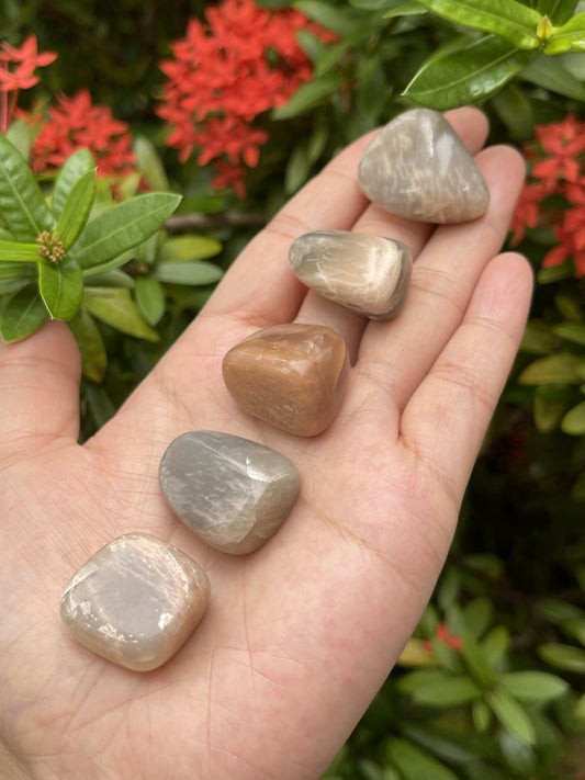 GAF TREASURES 5 Pcs Moonstone Multi Tumbled Stones, Polished Natural Moonstone Multi Gemstone, Moonstone Multi Healing Crystals (Moonstone Multi)