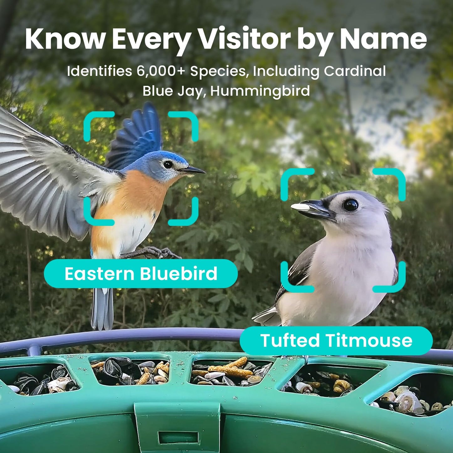 Birdfy 2 Smart Bird Feeder with Camera, AI Identifies 6000+ Bird Species, Dual-Lens 2K+1080P Camera for Live Streaming & Close-Up Photos, Solar-Powered Backyard Birdwatching Gift for Christmas