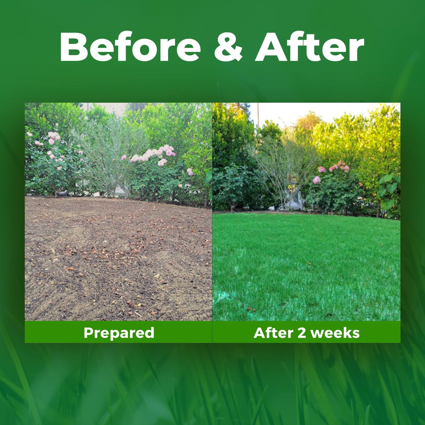 Growtrax Biodegradable Grass Seed - 100 SQFT Bermuda Rye - Grass Seed and Fertilizer for Lawns, Dog Patches & Shade - Just Water & Grow - No Fake or Artificial Grass