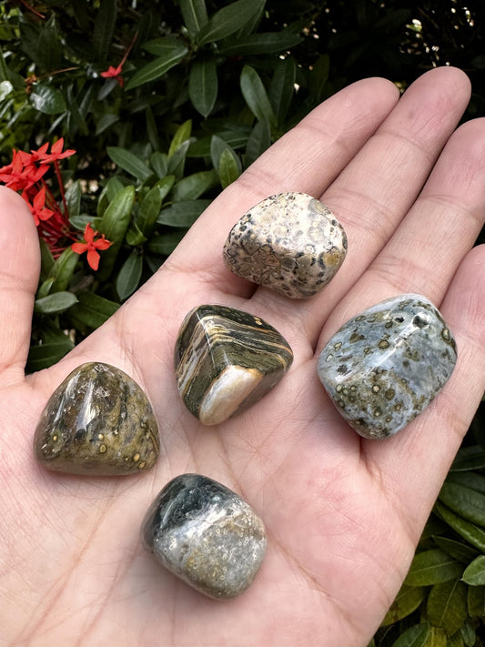 GAF TREASURES 5 Pcs Ocean Jasper Tumbled Stones, Polished Natural Sea Jasper Gemstone, Ocean Jasper Healing Crystals (Ocean Jasper)