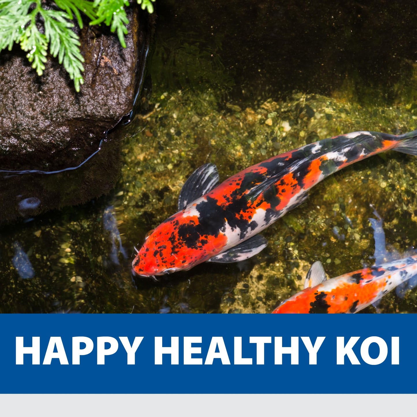 The Pond Guy KoiGrower Automatic Pond Fish Food Dispenser, Solar, Battery & AC Electric Power, Auto Timed Koi Pellet Feeder, 5 Gallon Feed Container