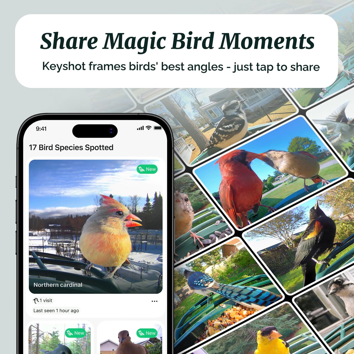 Beako™ Smart Bird Feeder with 4K Camera - Lifetime AI Bird Species Identification, No Subscription Required, 8MP Live Stream & Photos, Auto Capture, Real-Time Notifications, Solar Powered for Outdoors