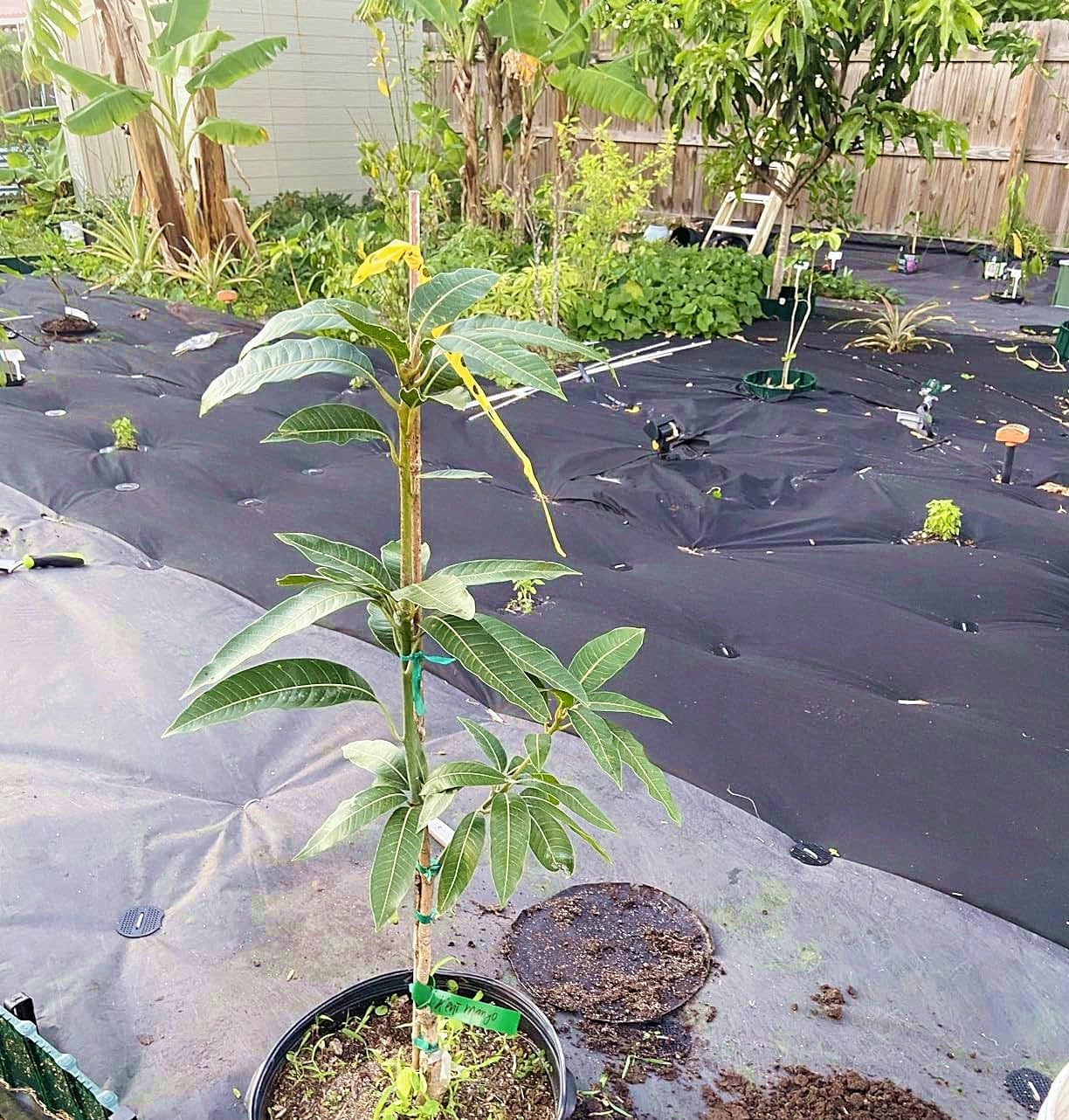 4 Inch 50 PCS Galvanized Landscape Staples with 50 PCS Gasket, Landscape Fabric Pins Stakes Lawn Ground Cover Graden Staples Spikes Weed Barrier Stakes