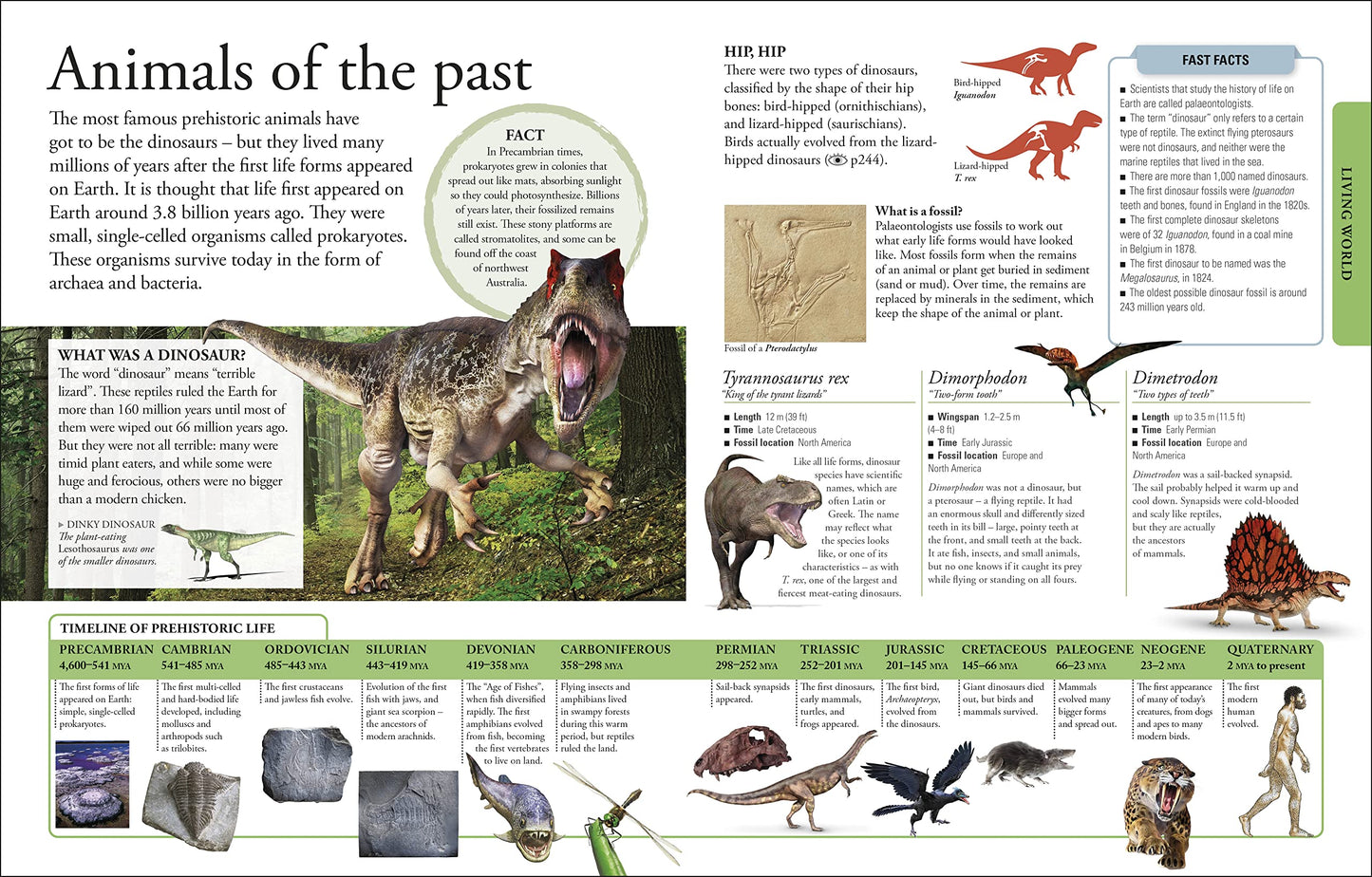The New Children's Encyclopedia: Packed with thousands of facts, stats, and illustrations (DK Children's Visual Encyclopedias)