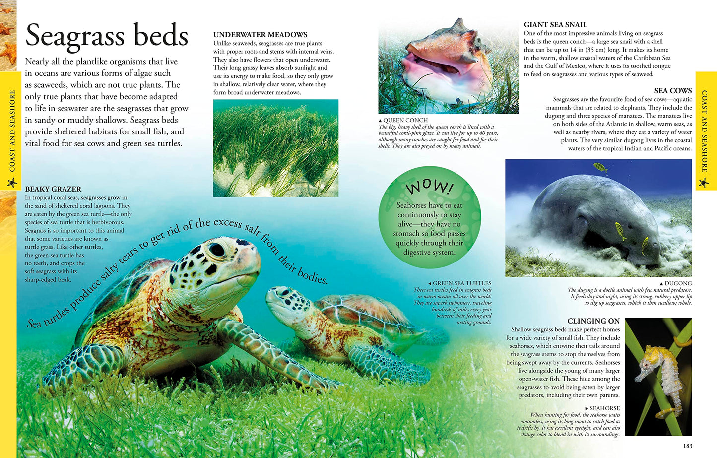 Ocean: A Visual Encyclopedia (DK Children's Visual Encyclopedias)