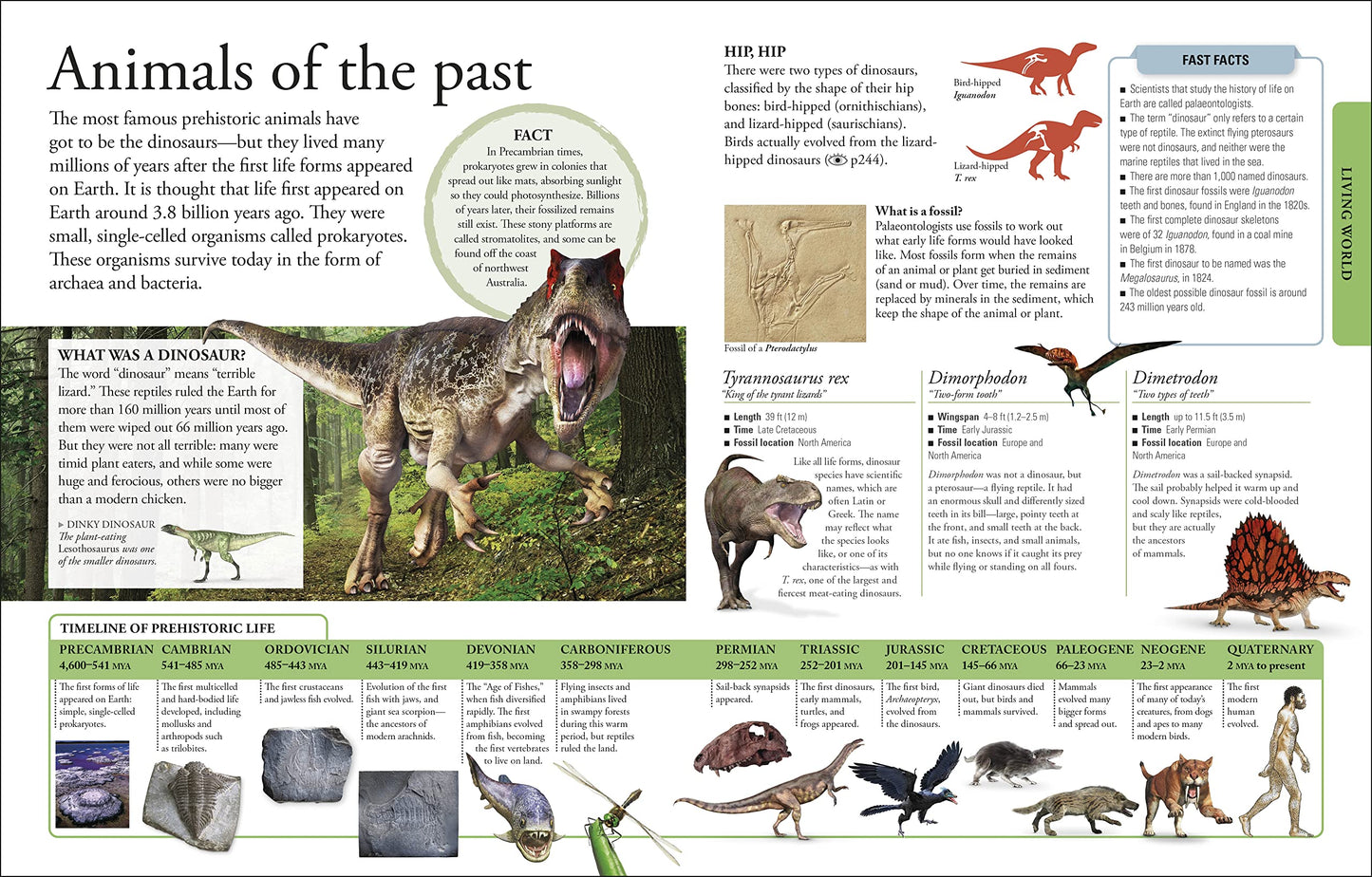 The New Children's Encyclopedia: Packed with thousands of facts, stats, and illustrations (DK Children's Visual Encyclopedias)