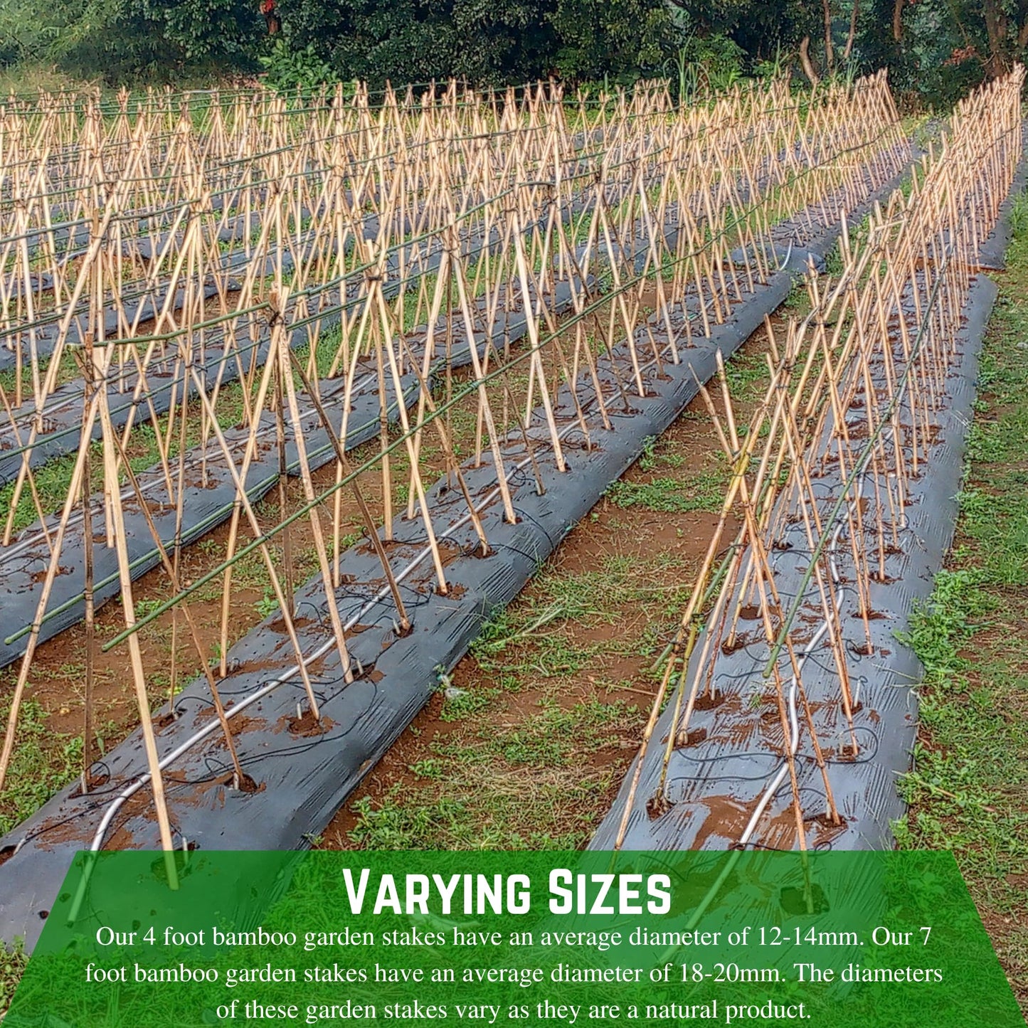 Farm Plastic Supply - Bamboo Garden Stakes - Bambo Sticks, Bamboo Plant Stakes for Outdoor Plants, Plant Support Stakes for Indoor Plants (7 Foot, 75)